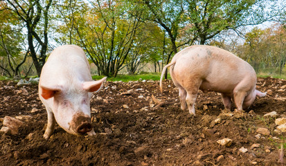 Free range pigs