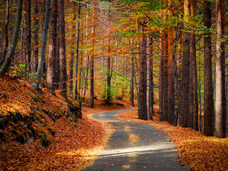 Obraz premium Quiet road during autumn season 