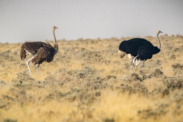 Naklejka premium Straußenpaar