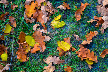 closeup red dry autumn leaves in a grass