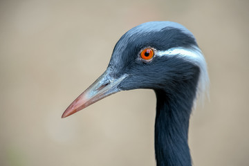 Demoiselle crane.Grus virgo. Anthropoides virgo. Pakistan typical bird