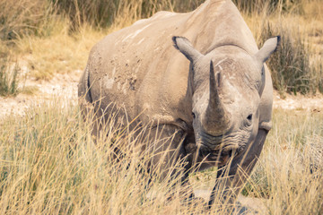 Obraz premium Nashorn