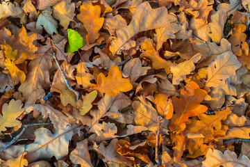 closeup red dry autumn leaves background
