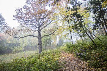 autumn trees background 