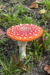 Amanite tue-mouches. Amanita muscaria