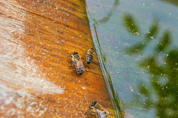 Bees drinking water at the summer.