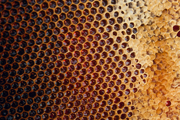 View of the honeycomb with sweet honey.