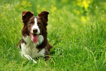 Gordijnen Happy brown and white border collie dog with her tongue out lying down in green grass with blurry background © Lioneska
