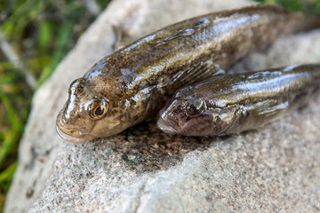 Freshwater bullhead fish or round goby fish just taken from the water on gray stone..