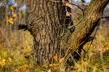 closeup tree in a autumn forest