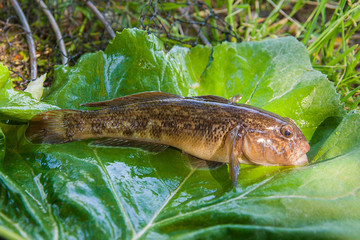 Close up view of freshwater bullhead fish or round goby fish just taken from the water on big green leaf..
