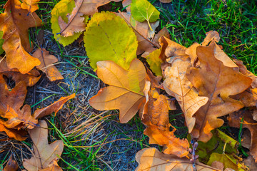 closeup red dry autumn leaves background