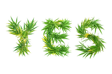 Word YES made from green cannabis leaves on a white background. Isolated