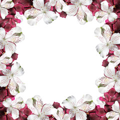 Beautiful floral background of Pelargonium and alstroemeria 