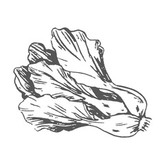 Romaine Lettuce Colorless Graphic Illustration