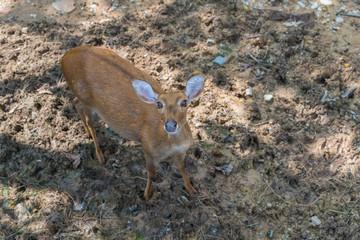 A female brow-antlered deer in suspicious stare