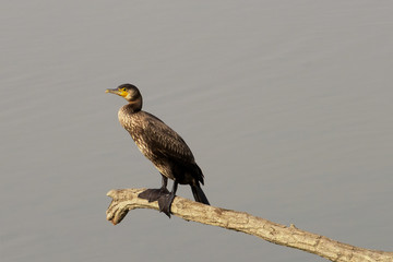 Cormorant looking for a prey