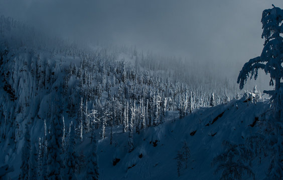 snowy trees landscape
