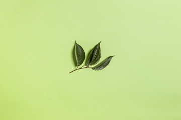 Fototapeta na wymiar leaf on the green background.