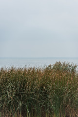 grassweed © LIGHTFIELD STUDIOS