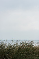 calm sea with grassweed on foreground © LIGHTFIELD STUDIOS