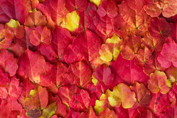 Red autumn leaves. Background.