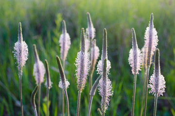 blossoming grass family