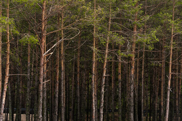 pine forest