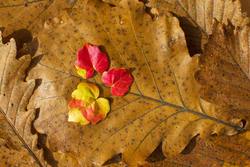 Autumn leaves. Background.
