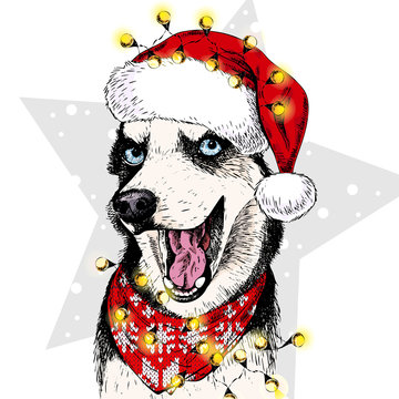 Vector portrait of Siberian Husky dog wearing santa hat Christmas lights garland. Isolated on star and snow. Skecthed color illustraion. Christmas, Xmas, New year. Party decoration, greeting card