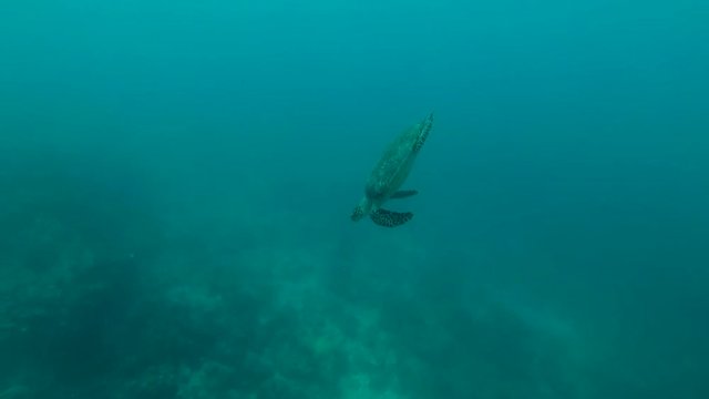 Sea turtle swim dives to depth, Indian Ocean, Maldives
