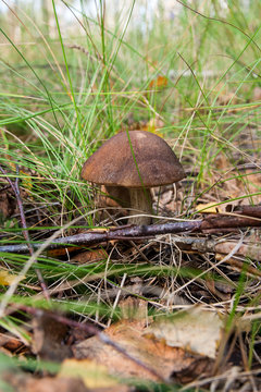 Close up view of brown cap boletus growing in forest.