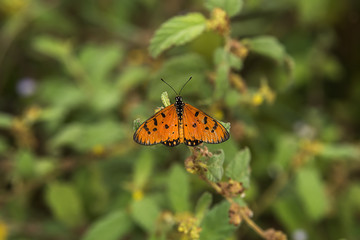 orange butterfly on flower
