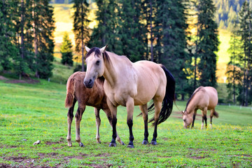 Obraz na płótnie Canvas Horses on the meadow in the mountains