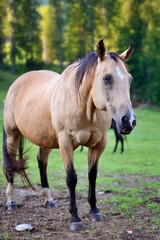 Naklejka na ściany i meble Horse on nature. Portrait of a horse, brown horse