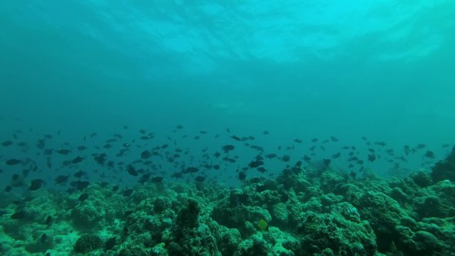 massive school of Red-toothed triggerfish (Odonus niger) swim over coral reef in blue water, Indian Ocean, Maldives
