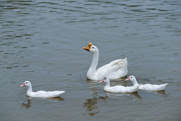 White Goose in the farm.