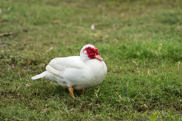 White ducks in open farm