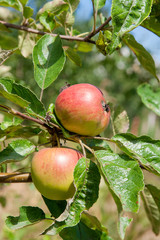 Shiny delicious apples hanging from a tree branch in an apple orchard.
