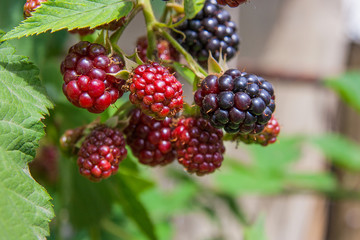 Close up view of a bunch of blackberry. Ripening of the blackberries on the blackberry bush in forest..