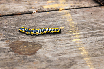 Beautiful black and yellow caterpillar on vintage wooden background.