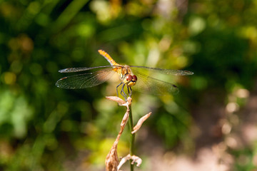 Dragonfly on a background of green grass sitting on a branch