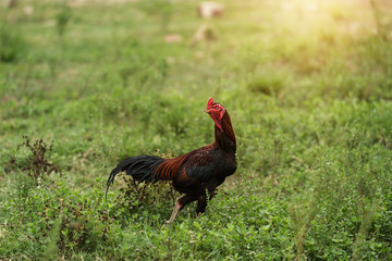 Gamecocks standing on grass
