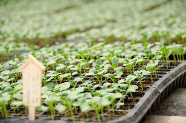 Young seedlings of cucumbers in tray. The vegetable tray in the farm.