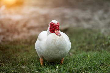 White ducks in open farm