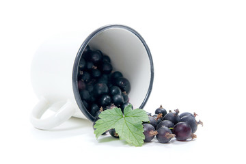 White cup with black currant berry in it and small bunch of black currant with green leaf isolated on white..