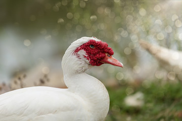 White ducks in open farm