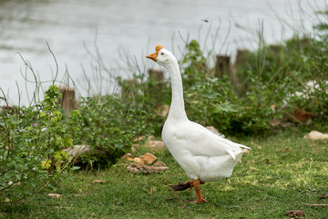 White Goose in the farm.