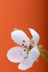 Close up of white flower on orange background