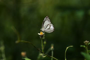 White butterfly on flower grass.